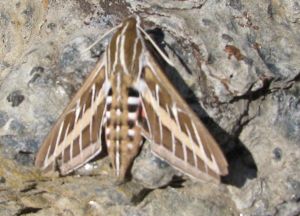 Hawk moth